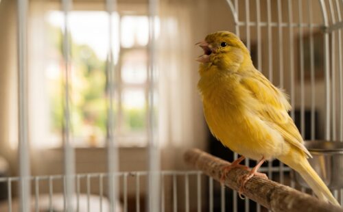 Como Fazer Canário Cantar Mais: Dicas Práticas