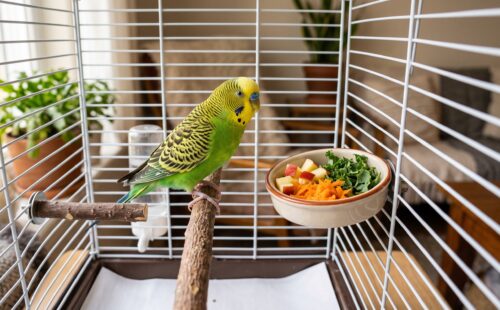 O Que Periquito Pode Comer: Alimentos Proibidos e Permitidos